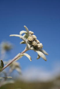 Flora Alpina delle Alpi Occidentali